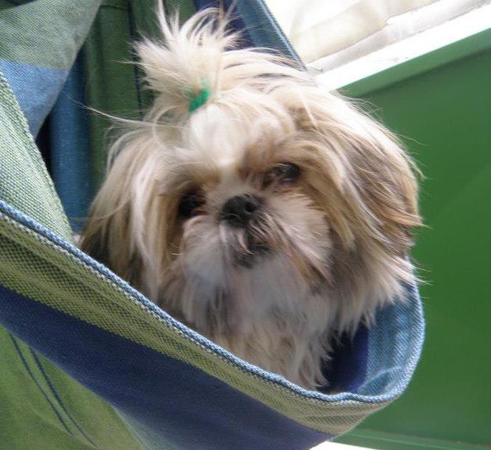 Čupavi shih tzu Lou