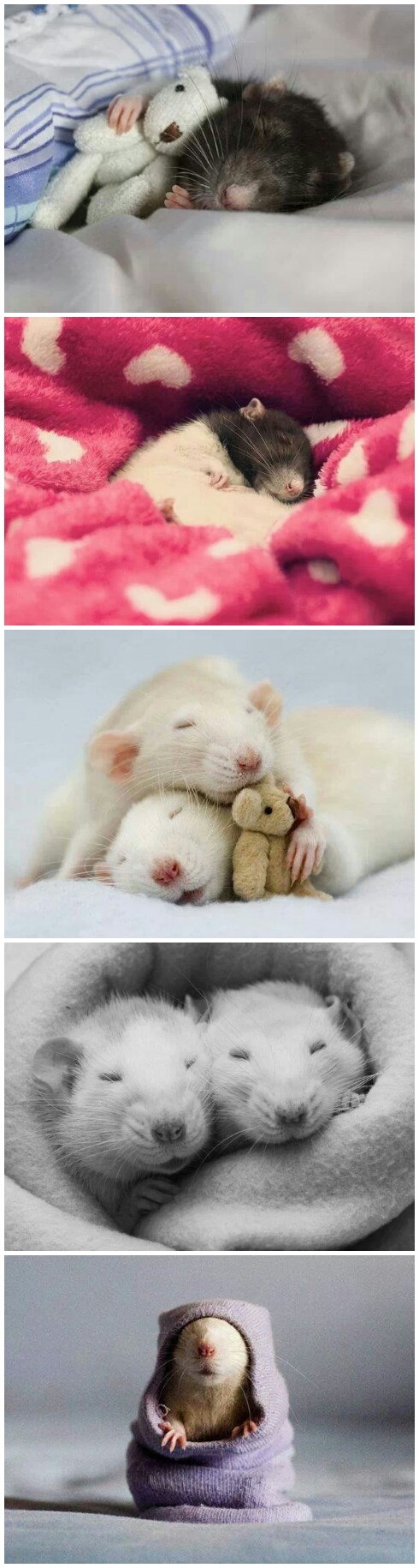 I mišeki su spremne za krpe :)