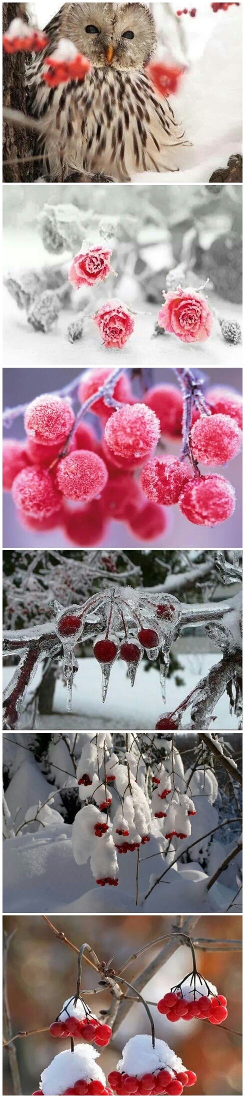 Zima je prekrasno godišnje doba :)