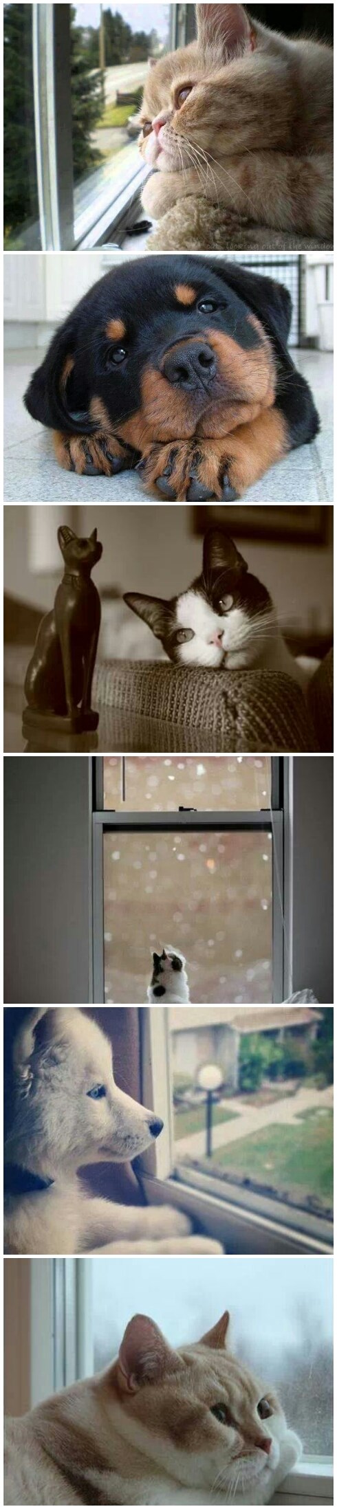 "Gazda, kad ćeš se vratiti doma?"