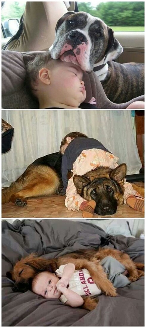 Umorne bebe i njihovi vjerni čuvari :)