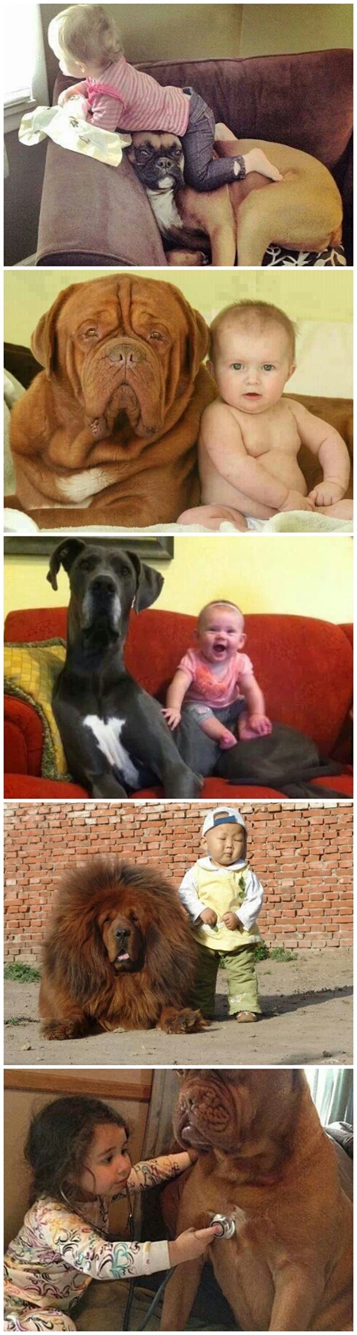 Veliki psi i njihove bebe gazde :)