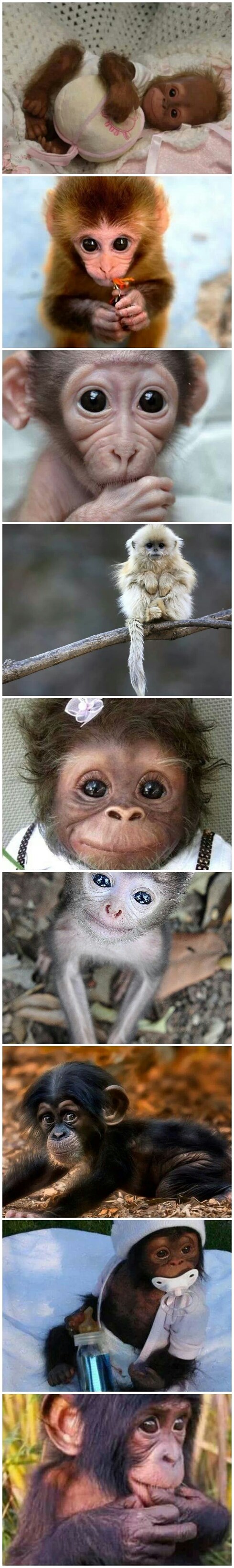 Neodoljivi majmunčići :)