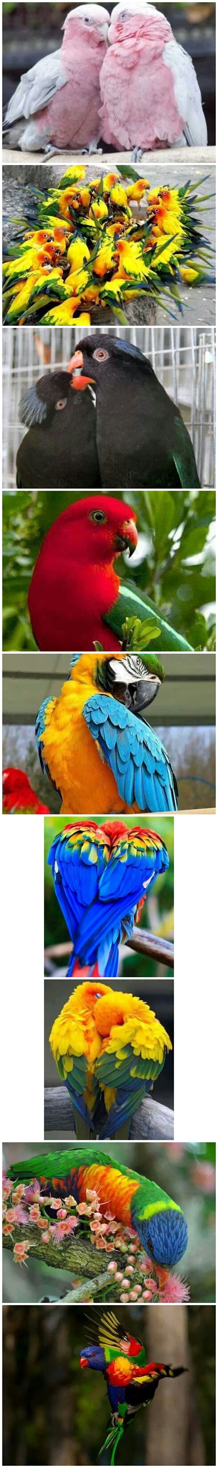 Prekrasne šarolike papigice