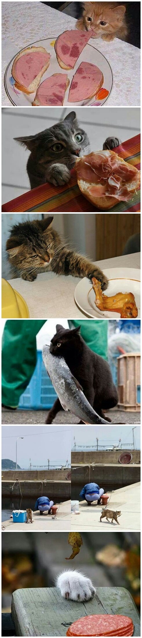 Lukave mace kradljivice :)