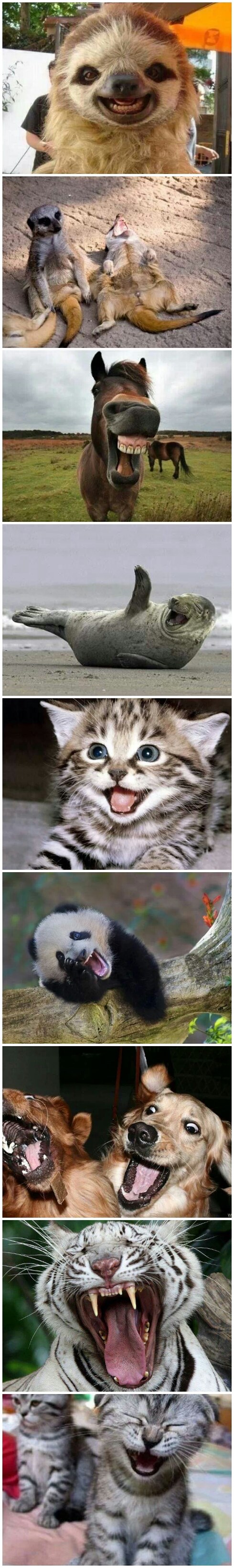 Životinjice umiru od smijeha :)