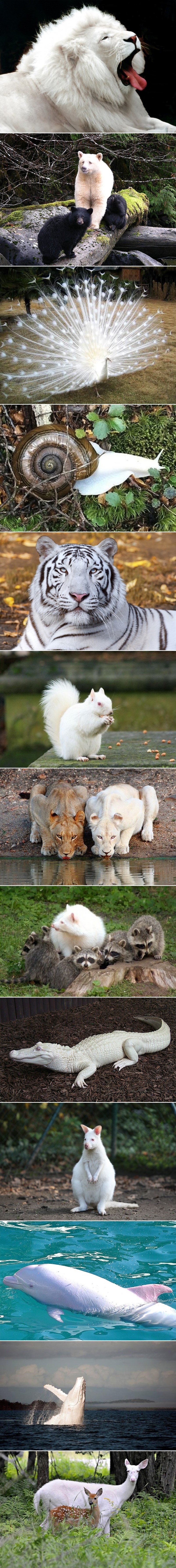 Nevjerojatan svijet albino životinja