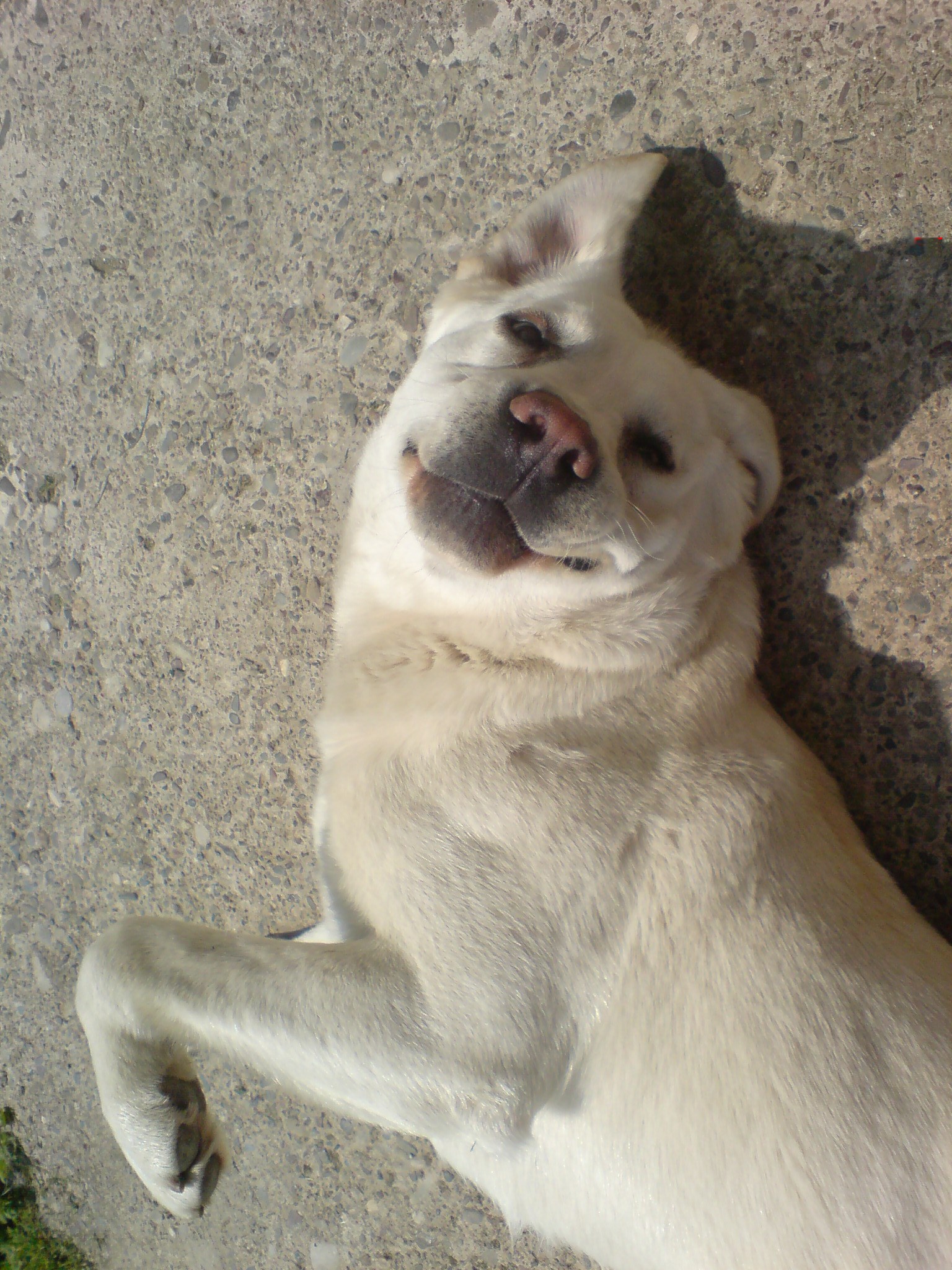 Max uživa u izležavanju