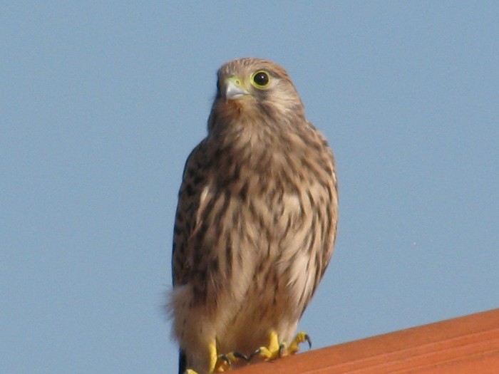 Leti sokole