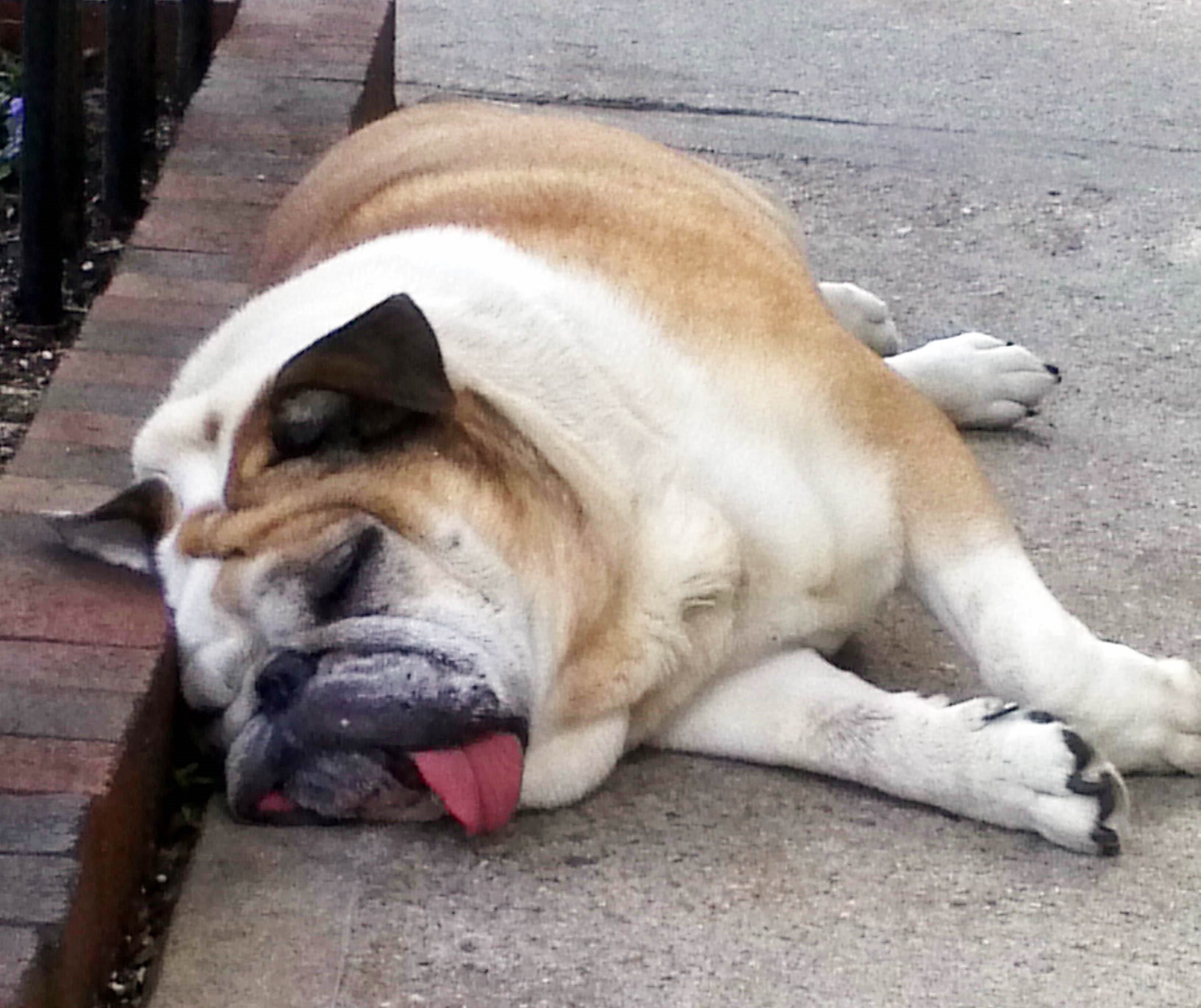 Lijenčina hrče dok gazda ruča u restoranu