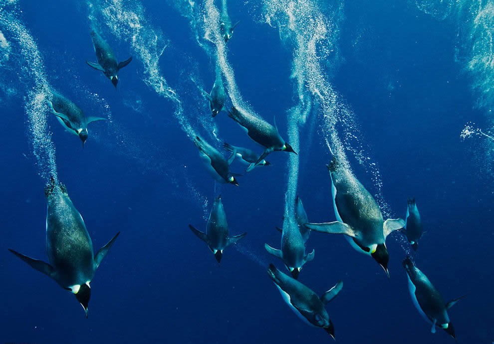 Pingosi ne lete, al su prave podvodne rakete
