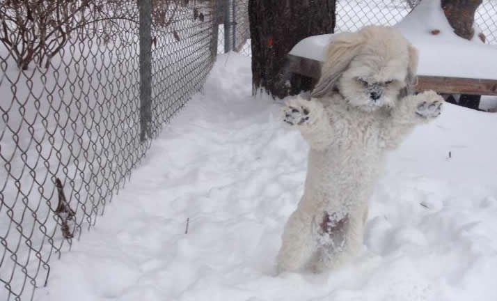 O jebemti snijeg, gle mi cijelo krzno sad!