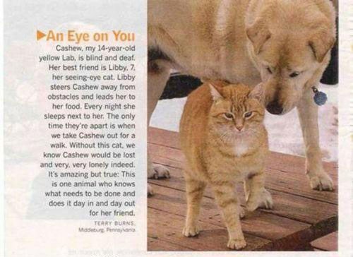 Dobra maca brine za slijepog, gluhog psa