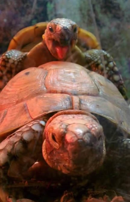 "Sexy-time" Korni Kornjače