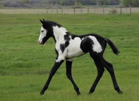 Ždrijebe zabrijalo da je krava