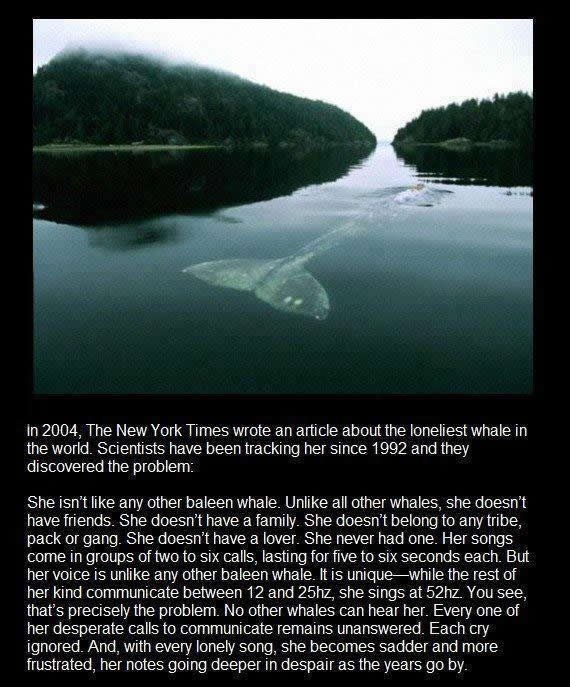 Najusamljeniji kit na svijetu: Nitko ne čuje njenu pjesmu