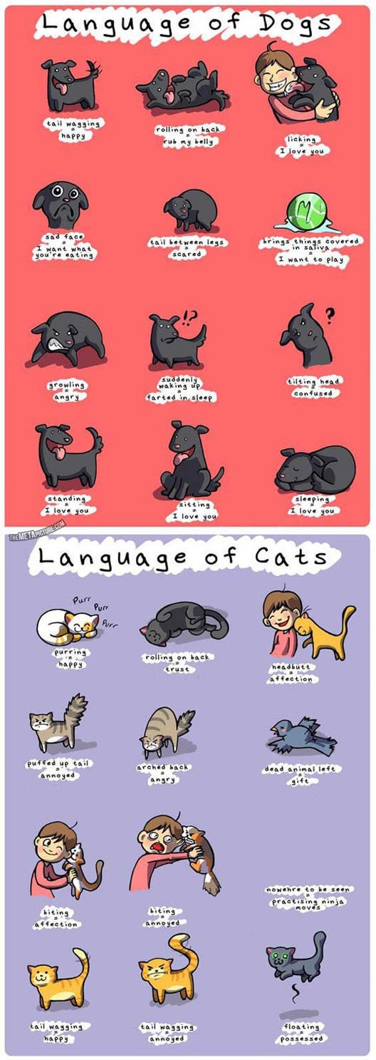 Nauči jezik pasa i mačaka