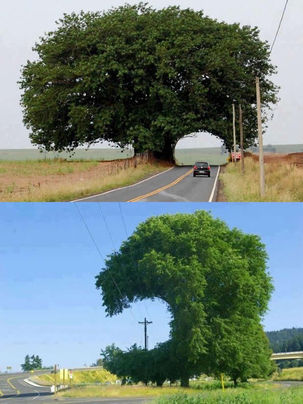 Spasili drveće od uništenja - može se kad se ima volje