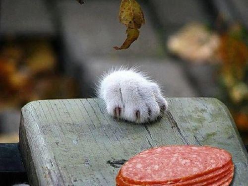 I kad misliš da je sve uzalud, sreća je nadohvat šape