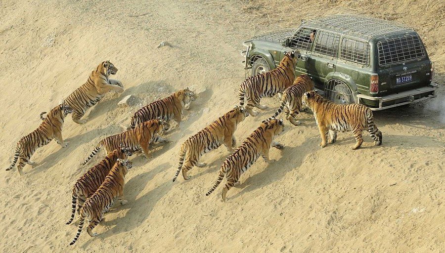 A da ti malo izađeš, pokazat ćemo ti di ima lavova za fotkat