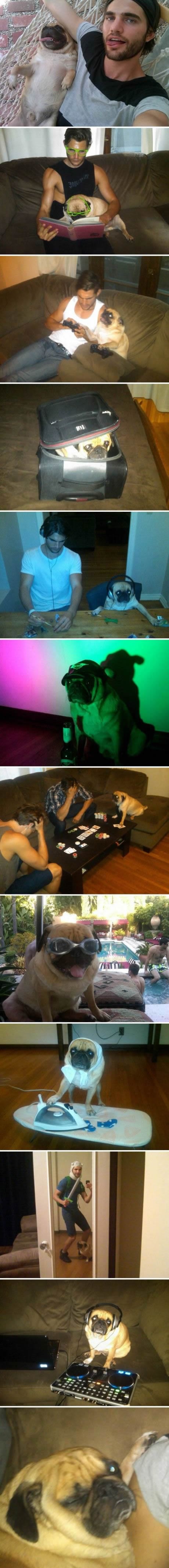 Fotogenični mops veća faca od vlasnika