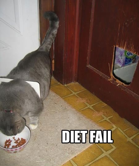 Propala dijeta, mačka provalila do hrane
