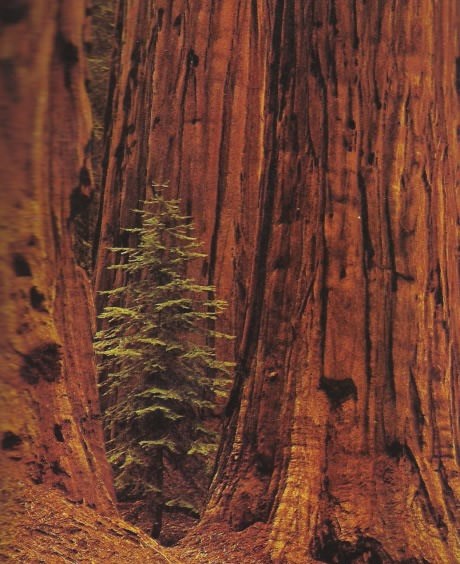 Divovski bor među svojim gigantskim prijateljima