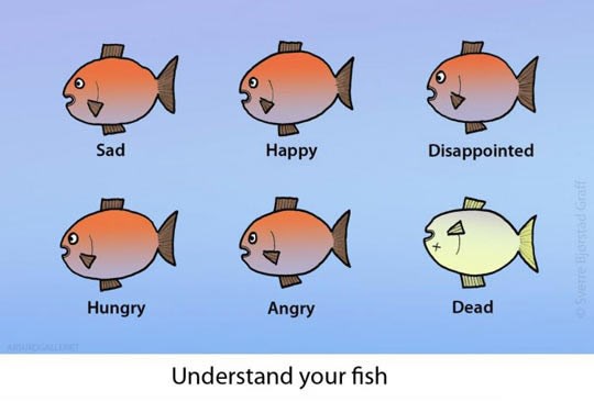 Nauči govor tijela svoje ribice i bolje shvati njene želje