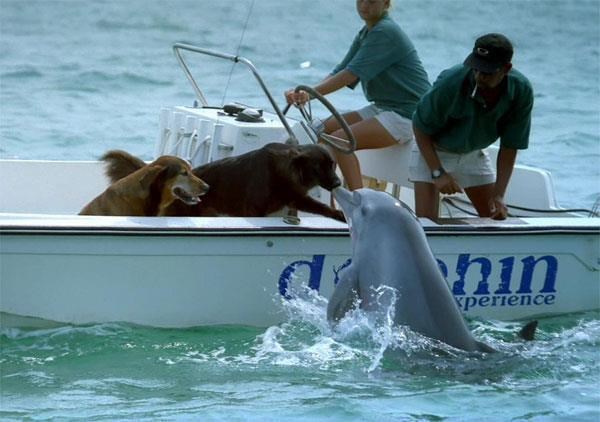 Daleki rođaci znaju kako se pozdraviti nakon milijuna godina