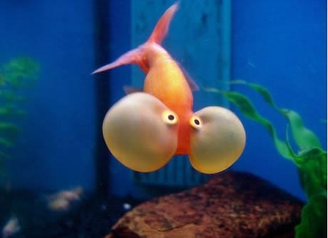 Riba zaboravila da je riba, pa drži dah pod vodom