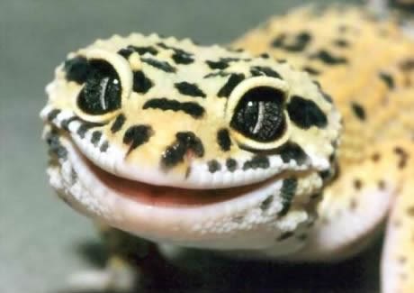 Tko bi odolio iznimno fotogeničnoj gušterici:D