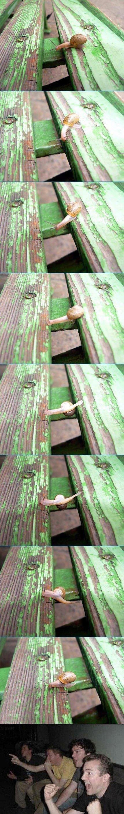 Puž parkouraš pokazao zavidnu vještinu i hrabrost