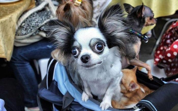 Gremlin style