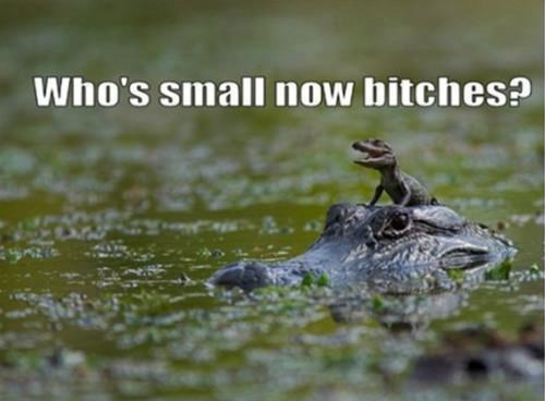 Osveta bebe krokogatora