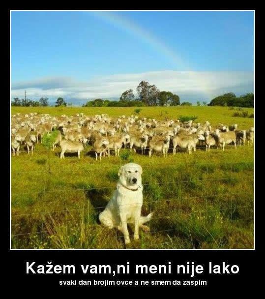 Jadnik svaki broji ovce, a ne smije zaćorit