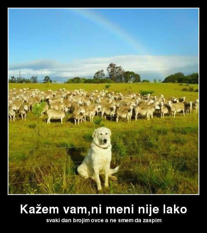 Jadnik svaki broji ovce, a ne smije zaćorit