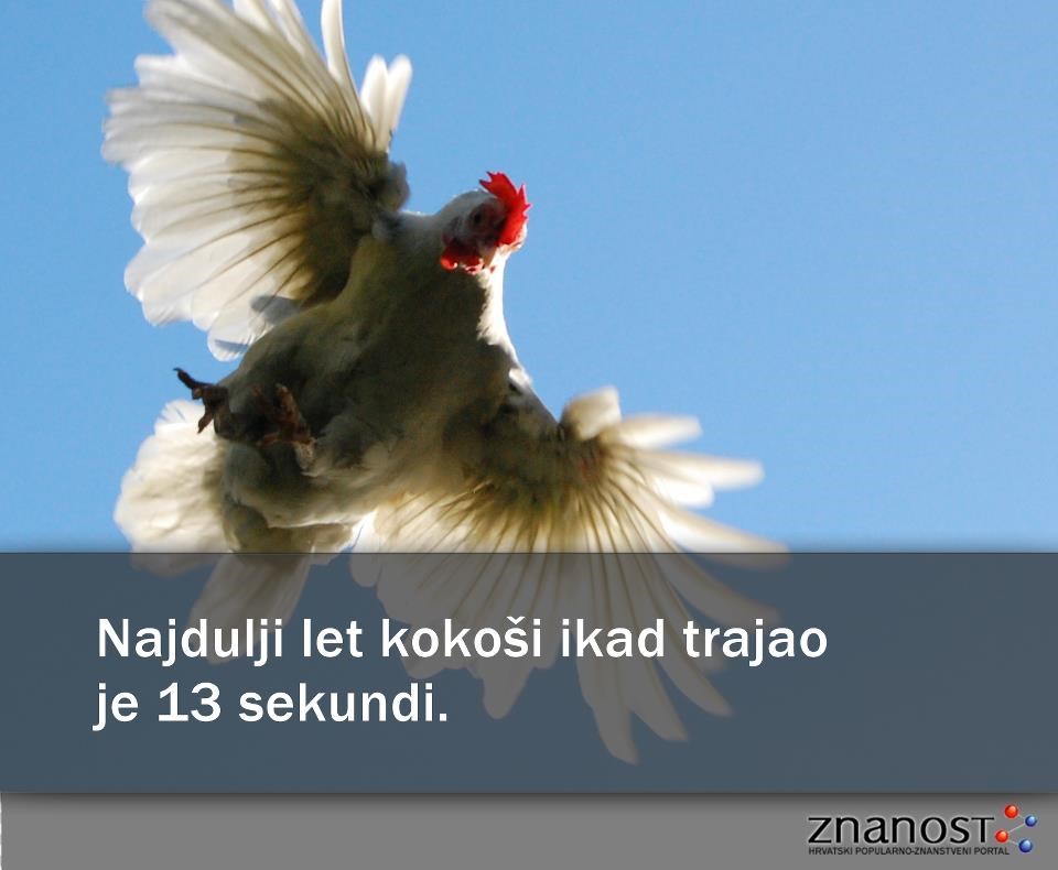 Najdulji let kokoši ikad