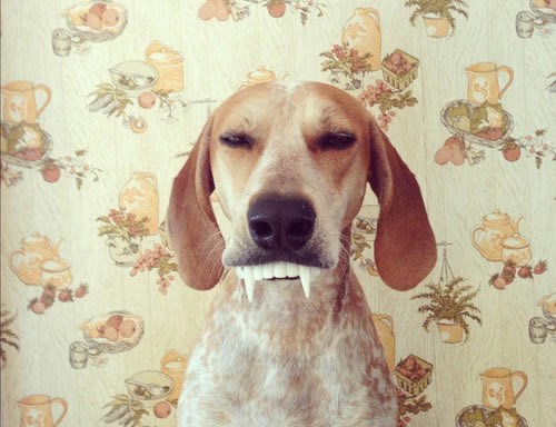 Kako maskirate ljubimce za Noć vještica?