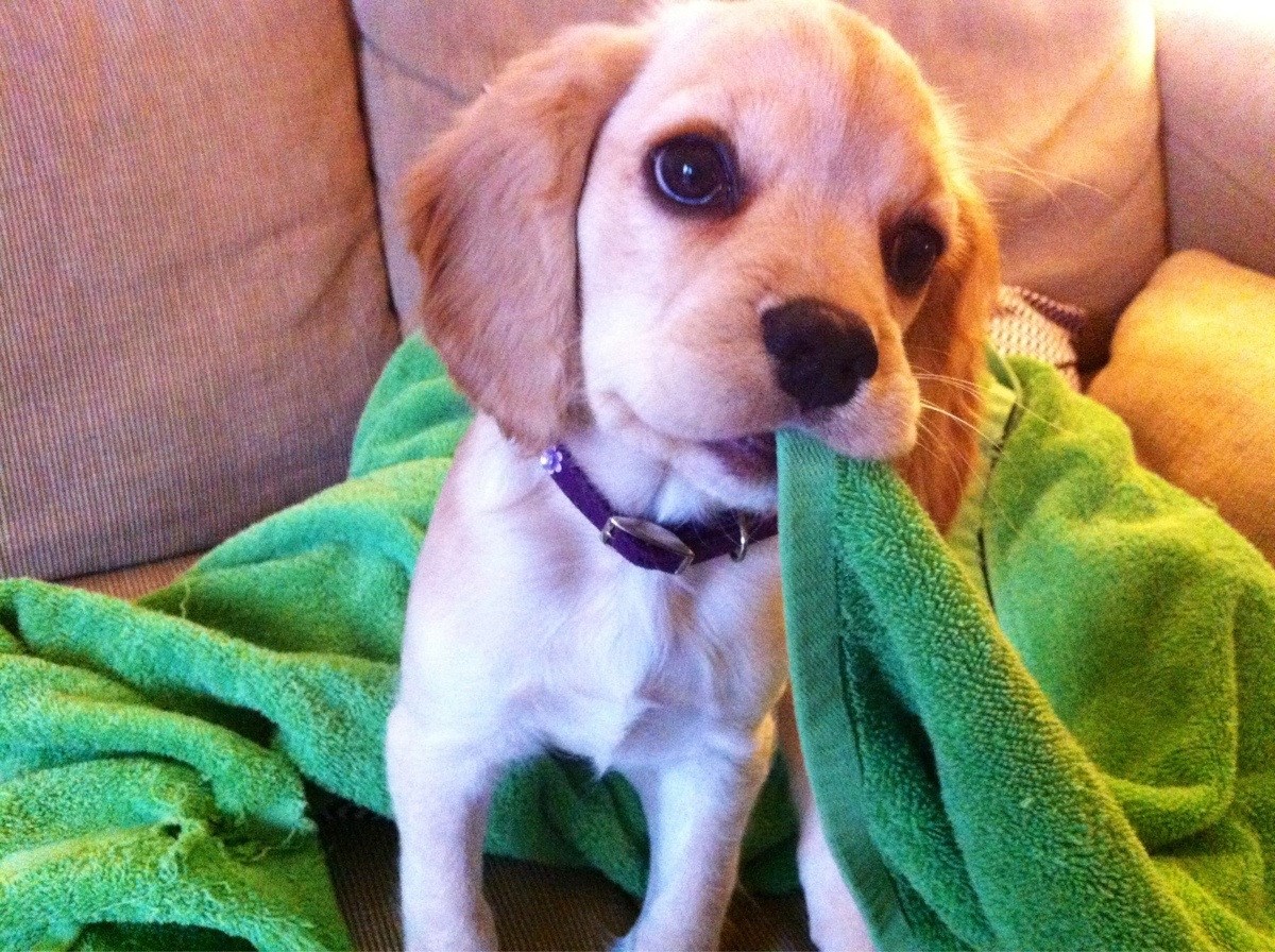 Deka nije za spavanje, deka je za grickanje kao i sve ostalo