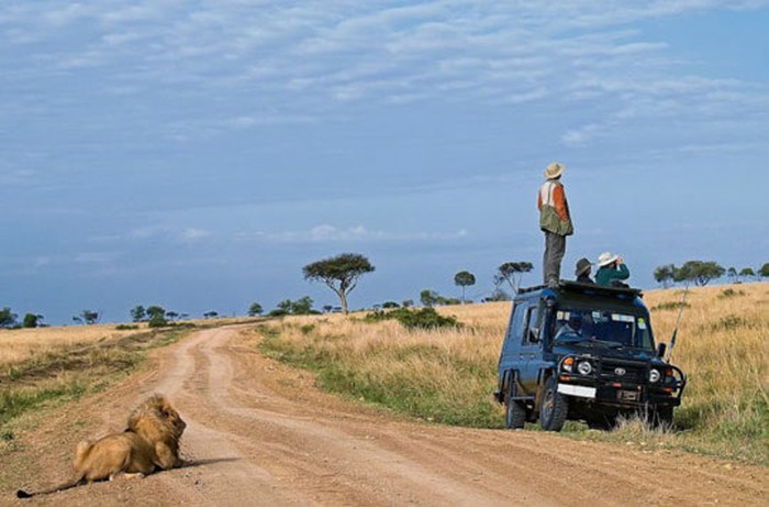 Turisti iz grada na safariju traže lavove
