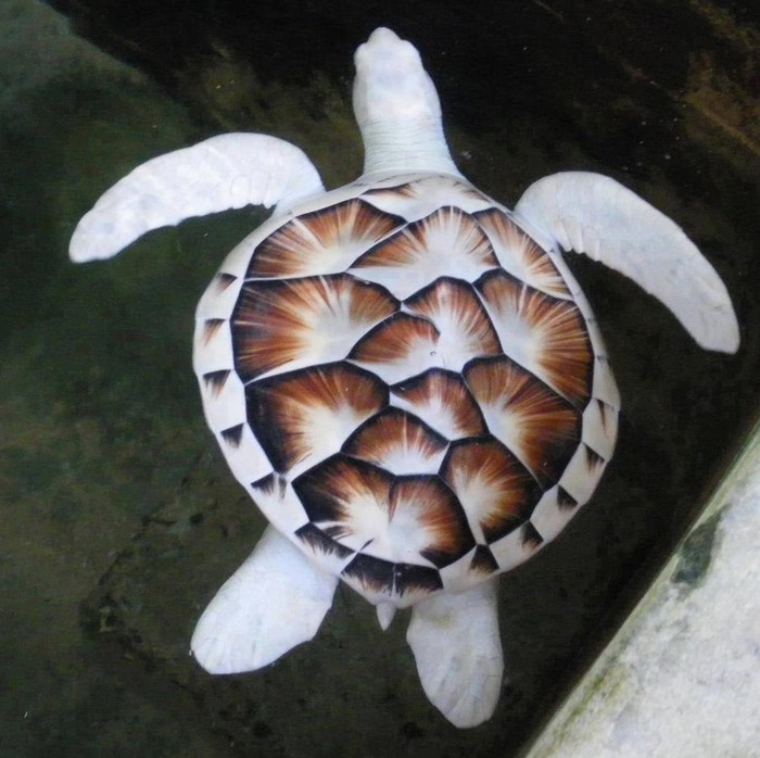 Albino kornjača je pravo malo umjetničko djelo