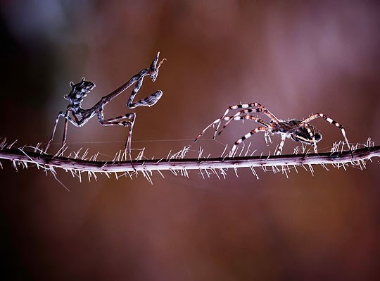 Priprema za epsku bitku