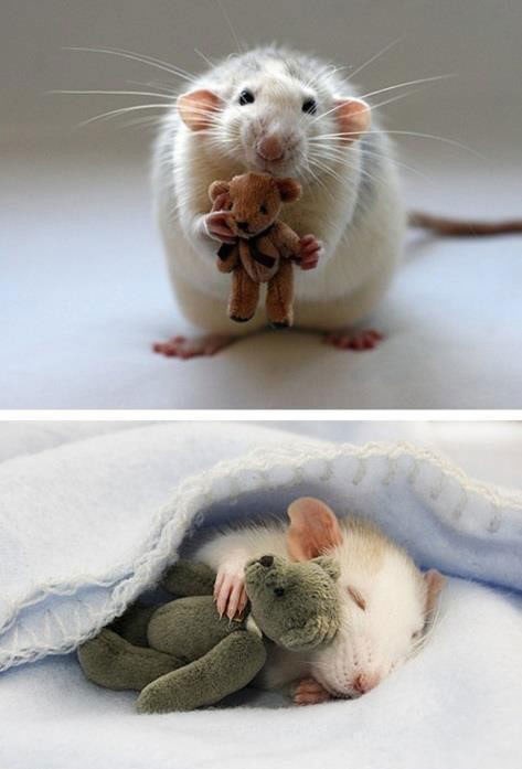 Svatko treba prijatelja - štakorčić ima medu