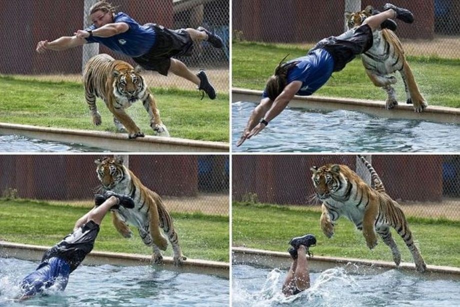 Jesi našo di ćeš se sakrit od tigra, genijalac!