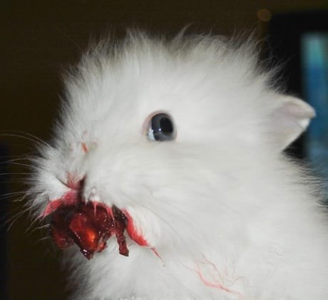 Kad zeko masakrira višnje