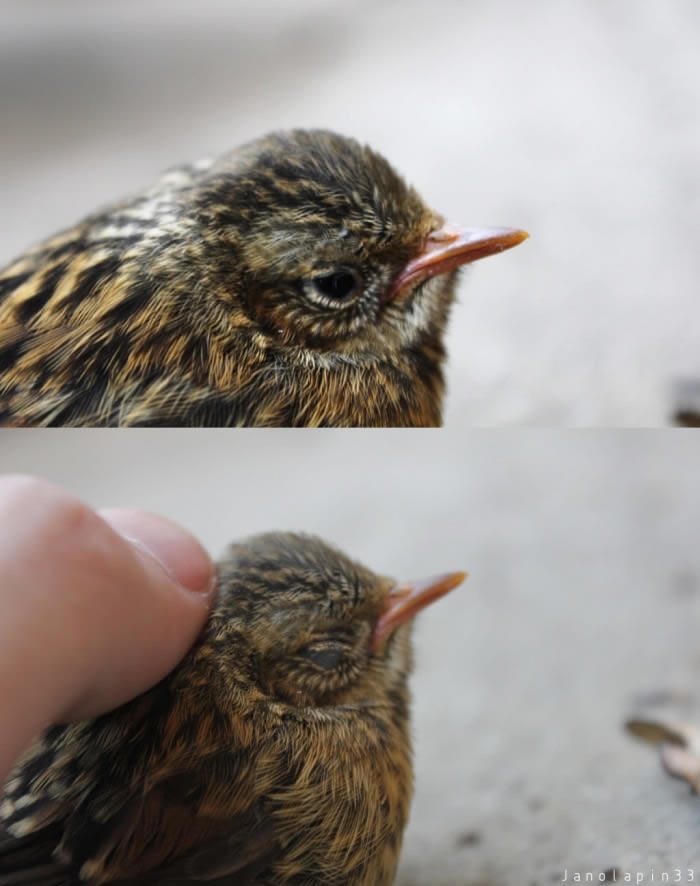 I najmanje stvorenje uživa u malo pažnje
