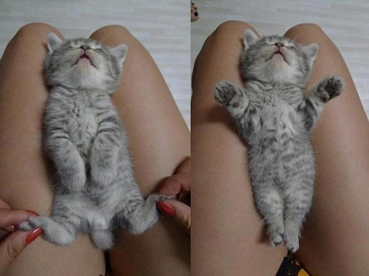 Tipična mačka - ni jutarnje razgibavanje je nije razbudilo