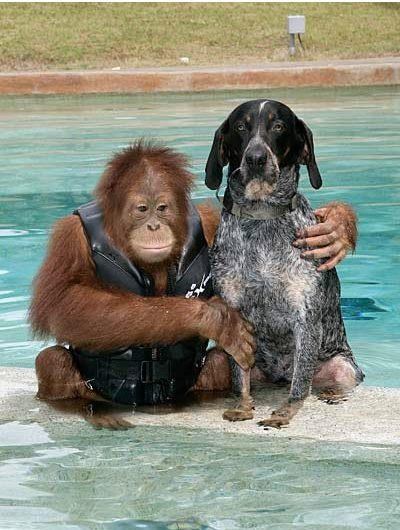 I životinje imaju ljubimce - orangutan si nabavio psa