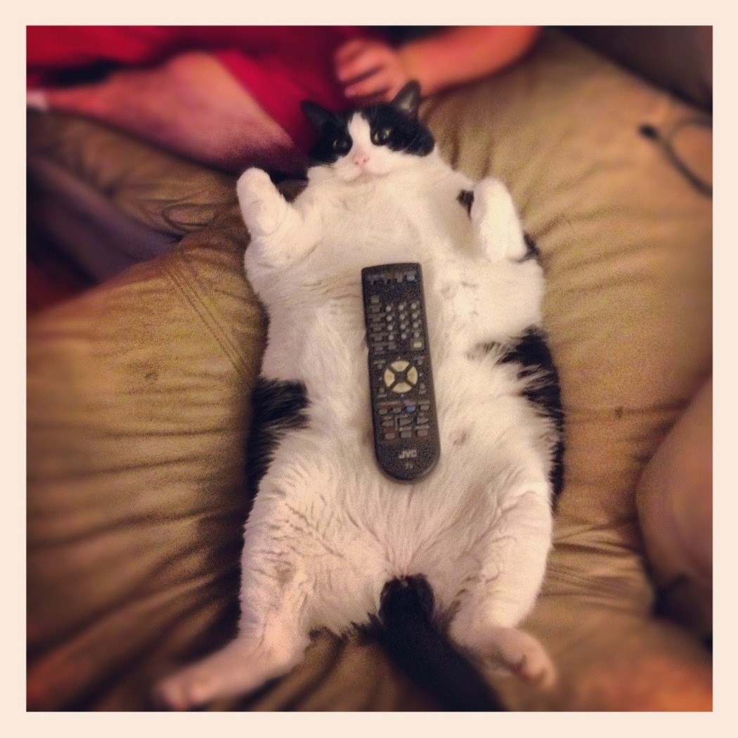 Kakva vlasnica, takva mačkica