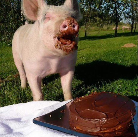 jesti kao svinja - veselo i sretno:)